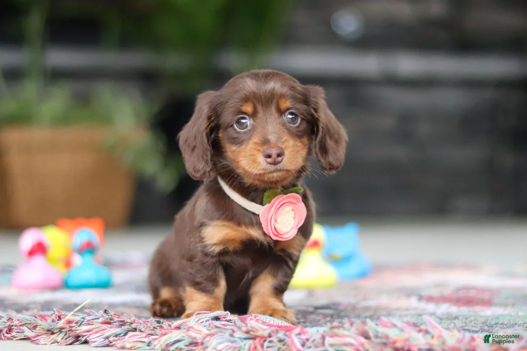 Miniature Dachshund dogs for sale: Charlie - Ad 2