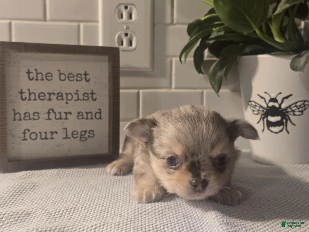 Chihuahua dogs for sale: Stanley - Ad 2