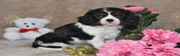 Cavalier King Charles Spaniel dogs for sale: Freddie - Ad 5
