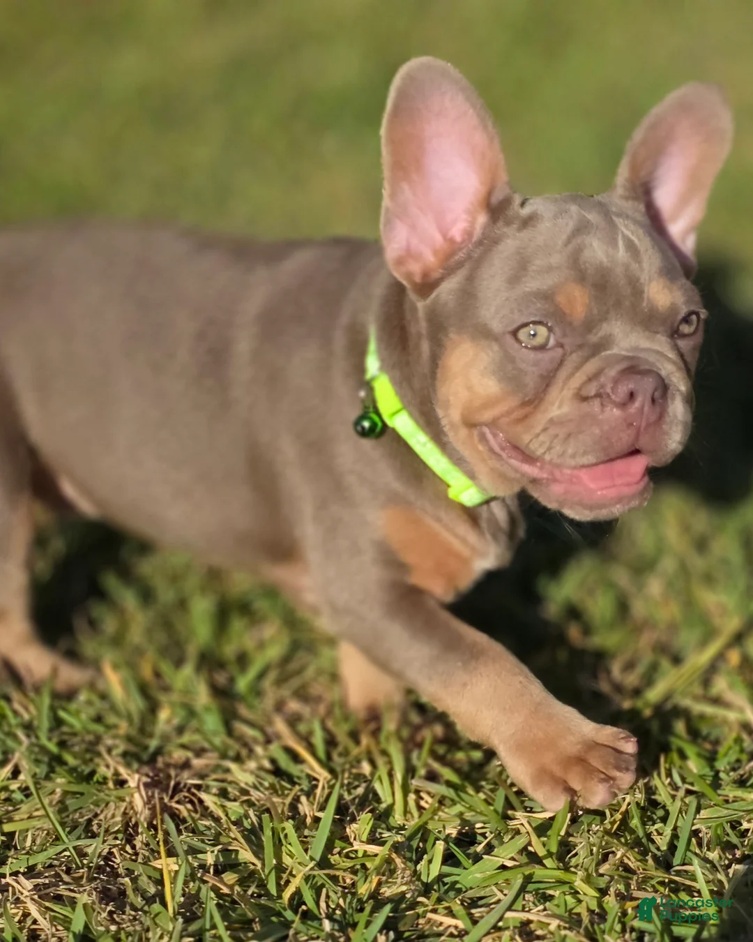French Bulldog dogs for sale: AKC French Bulldog Tank - Ad 2