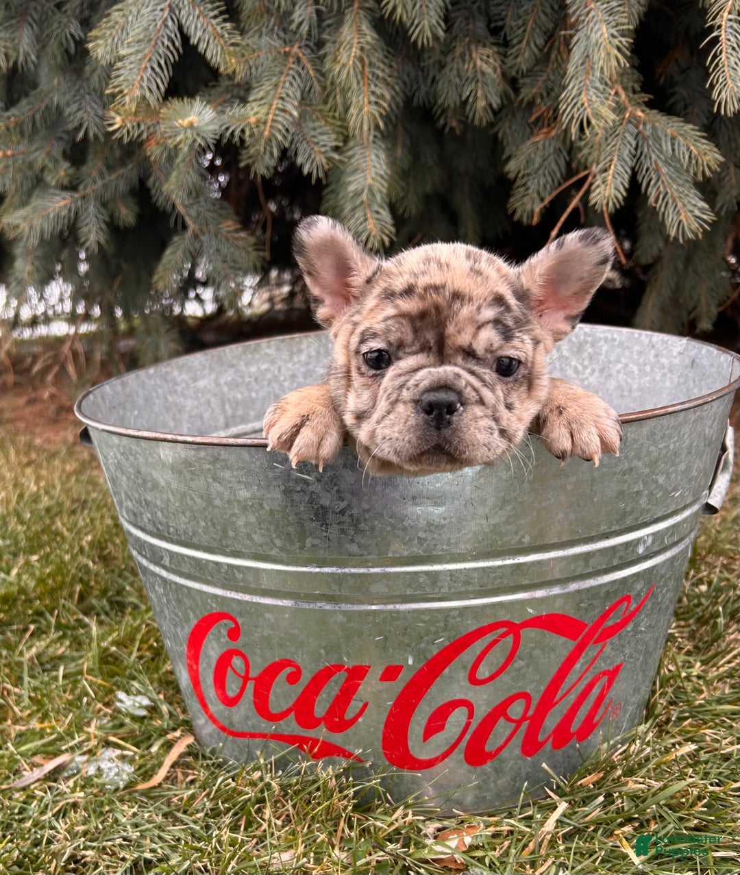 French Bulldog dogs for sale: Khloe - Ad 4