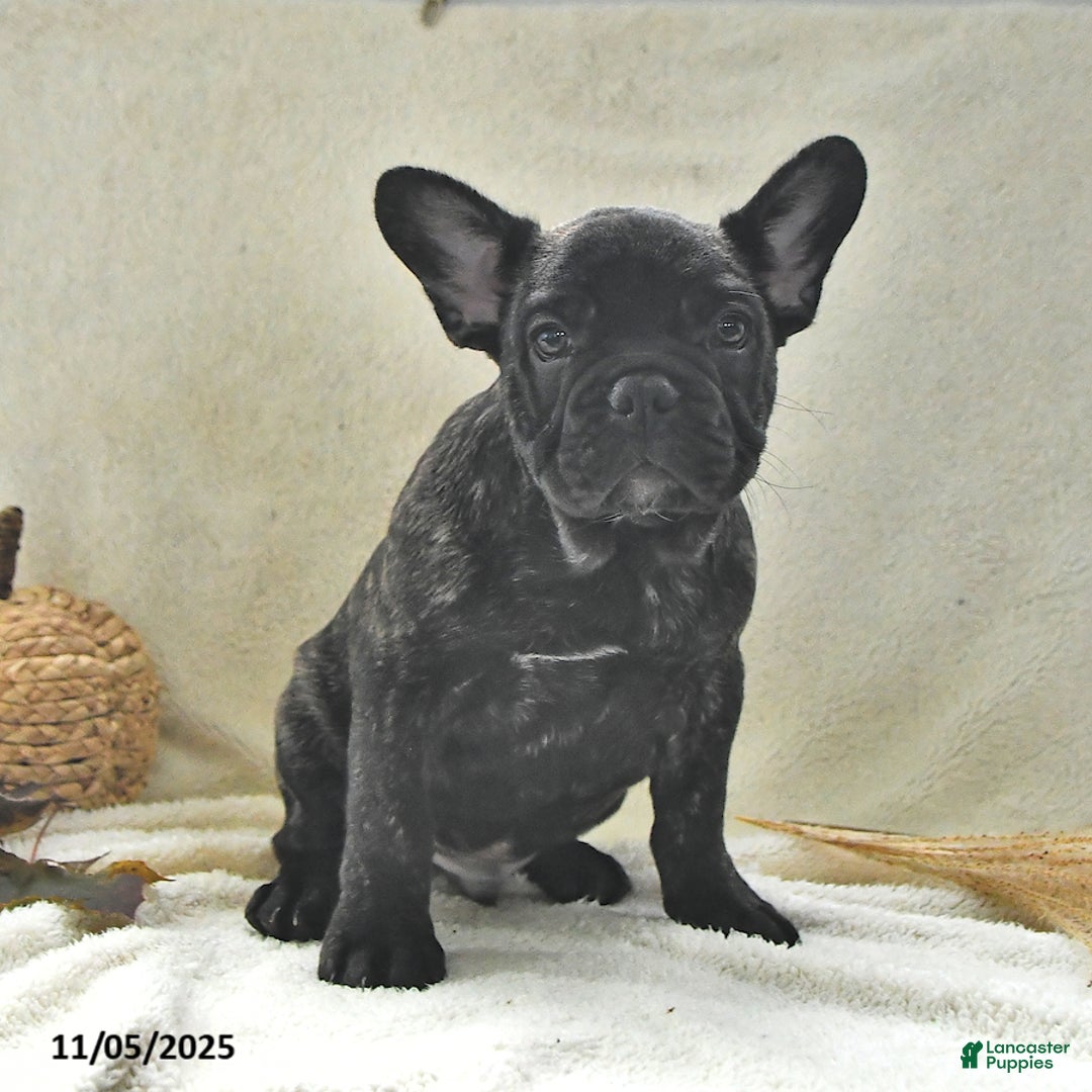French Bulldog dogs for sale: Boone - Ad 5
