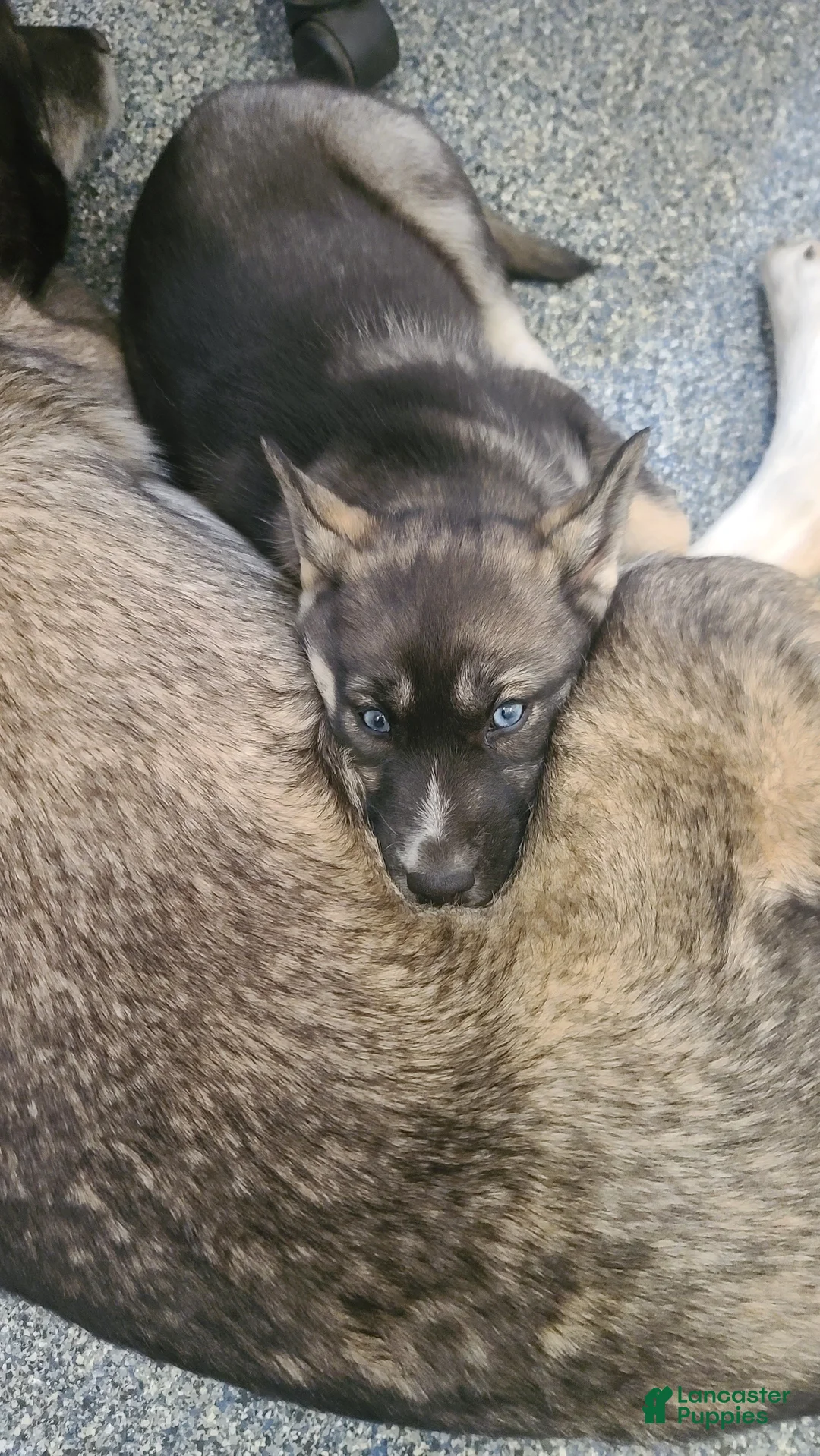 Pomsky dogs for sale: Lucky - Ad 3