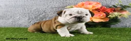 English Bulldog dogs for sale: Macey - Ad 4