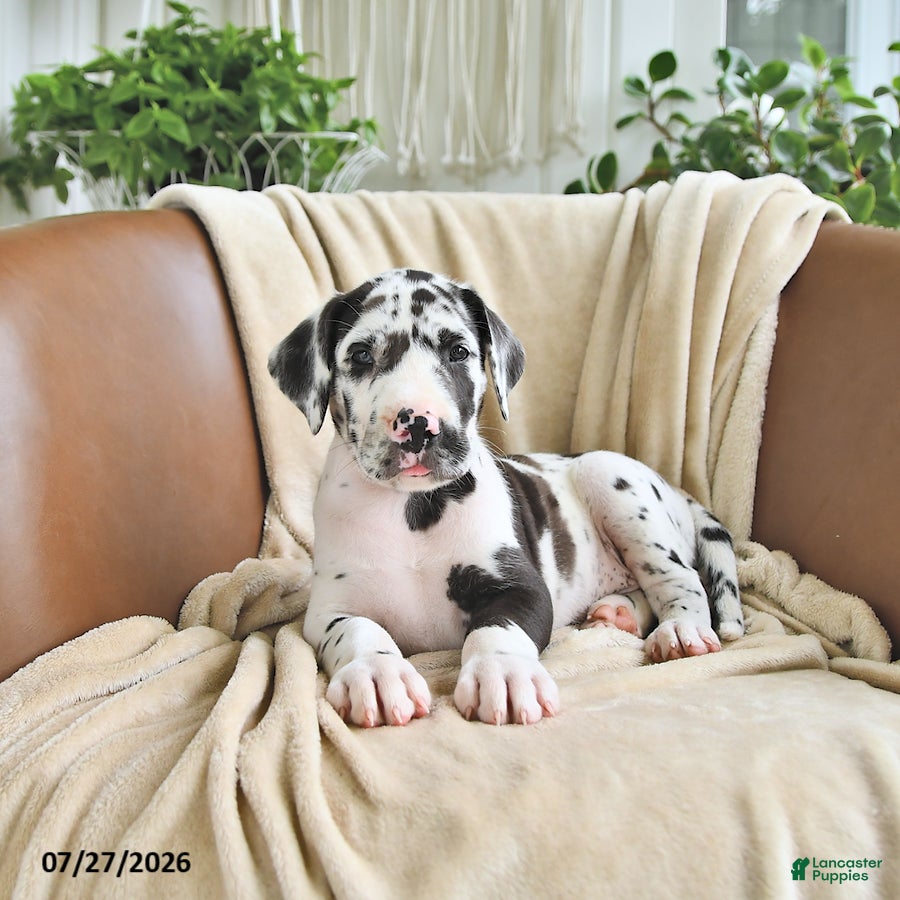 Great Dane dogs Bentley - Ad 2