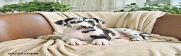 Great Dane dogs for sale: Bentley - Ad 2