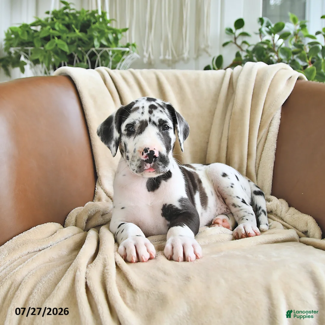 Great Dane dogs for sale: Bentley - Ad 2