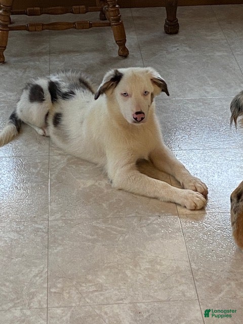 Australian Shepherd dogs Sasha - Ad 2
