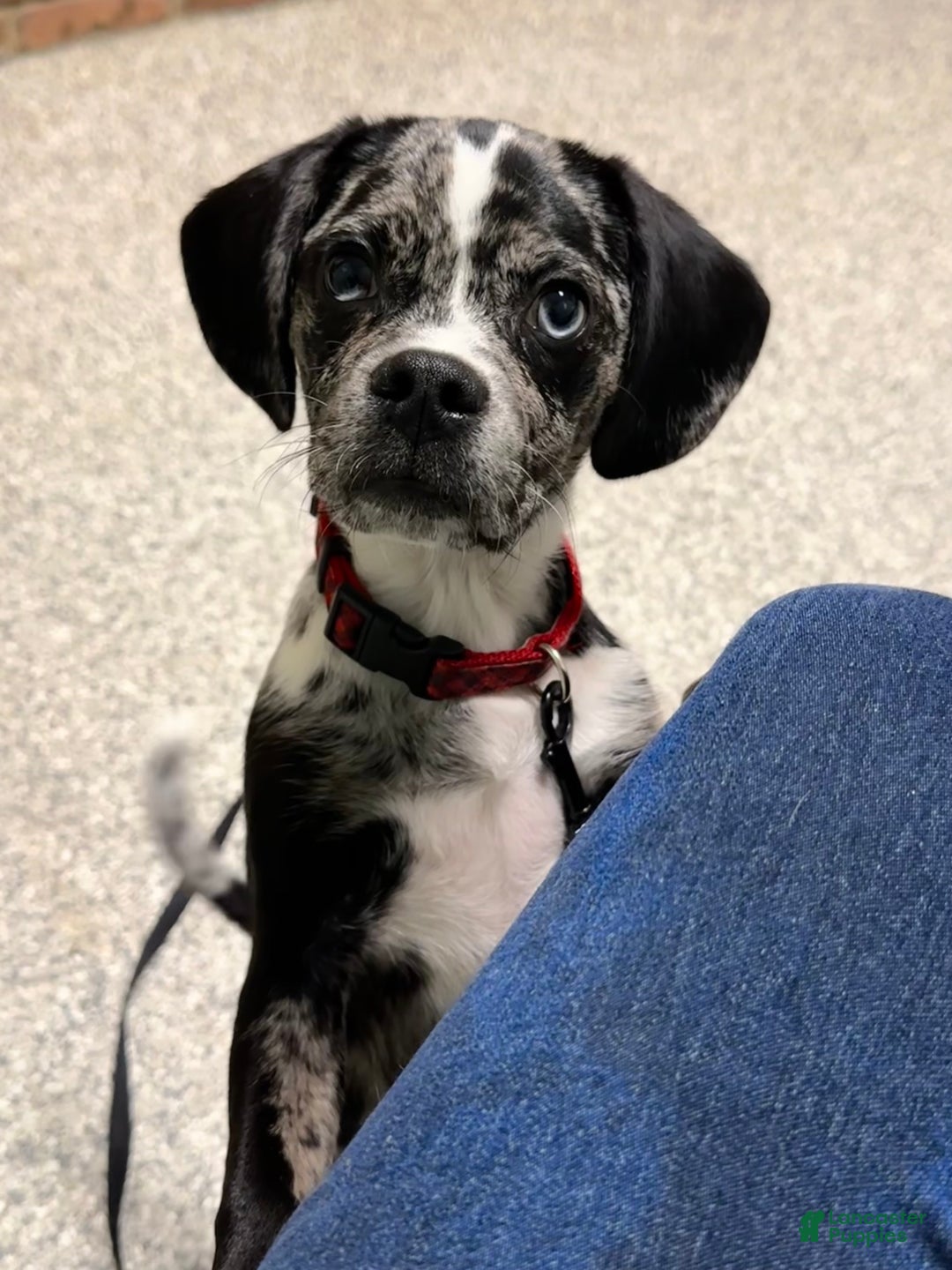 Puggle dogs for sale: Puggle Puppy 1 - Ad 5