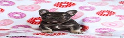 French Bulldog dogs for sale: Scooter - Ad 4