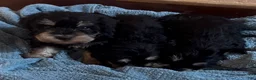Miniature Schnauzer dogs for sale: Boy Green - Ad 5