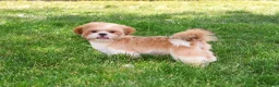 Shih Tzu dogs for sale: Fox  - Ad 6