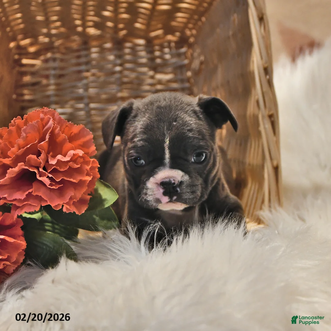 Frenchton dogs for sale: Misty - Ad 3