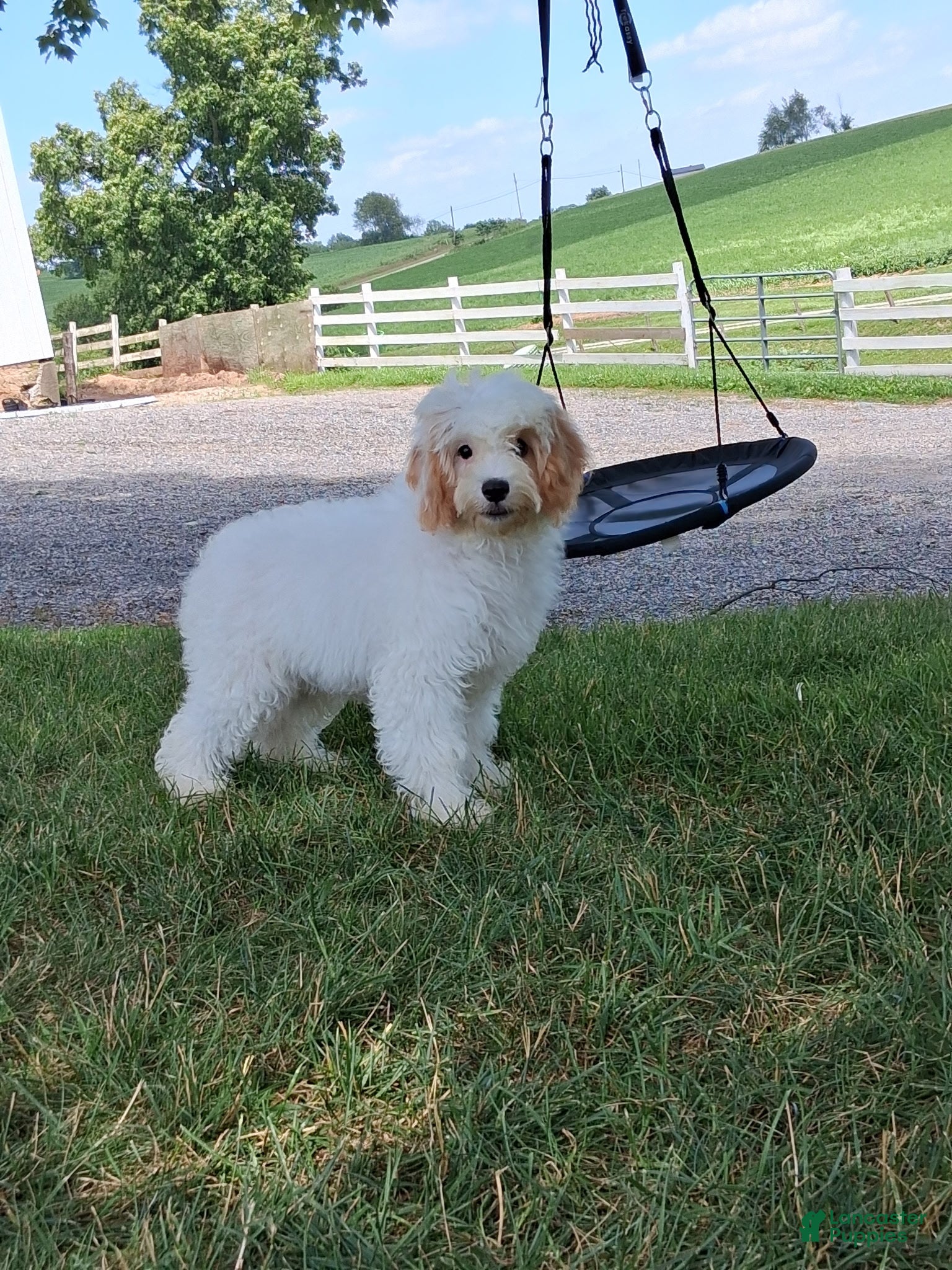 Cavapoo dogs Annie - Ad 1