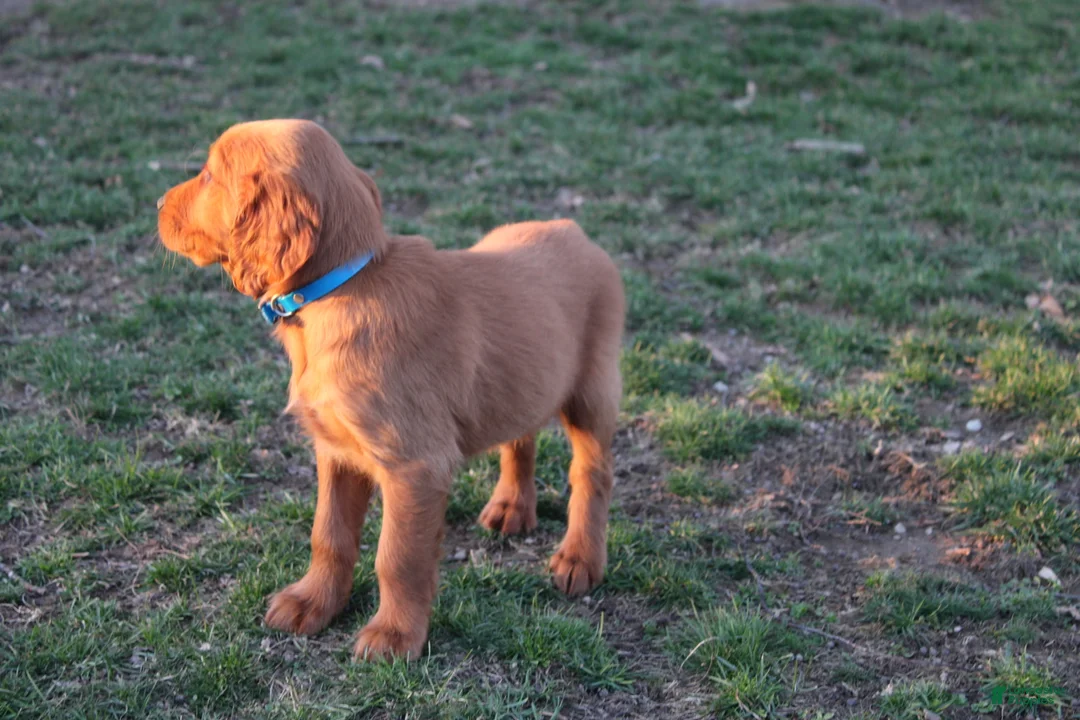 Mixed Breed dogs for sale: Mixed Breed Puppy 2 - Ad 2