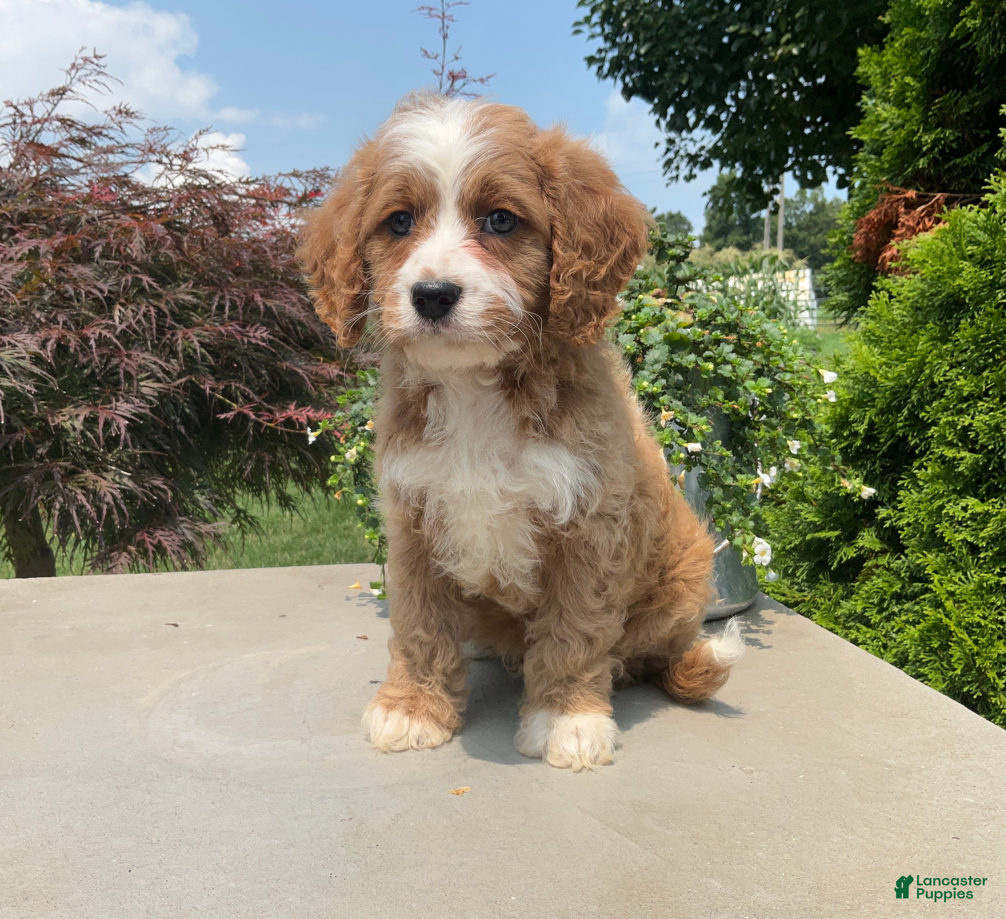 Cavapoo dogs Mickey - Ad 2