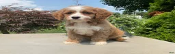 Cavapoo dogs for sale: Mickey - Ad 2