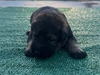 German Shepherd dogs for sale: German Shepherd Black - Ad 1