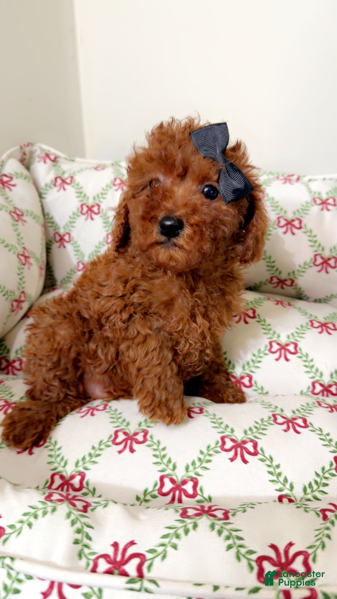 Toy Poodle dogs for sale: Tiny Hermes  - Ad 1