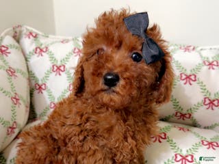 Toy Poodle dogs Tiny Hermes - Ad 42