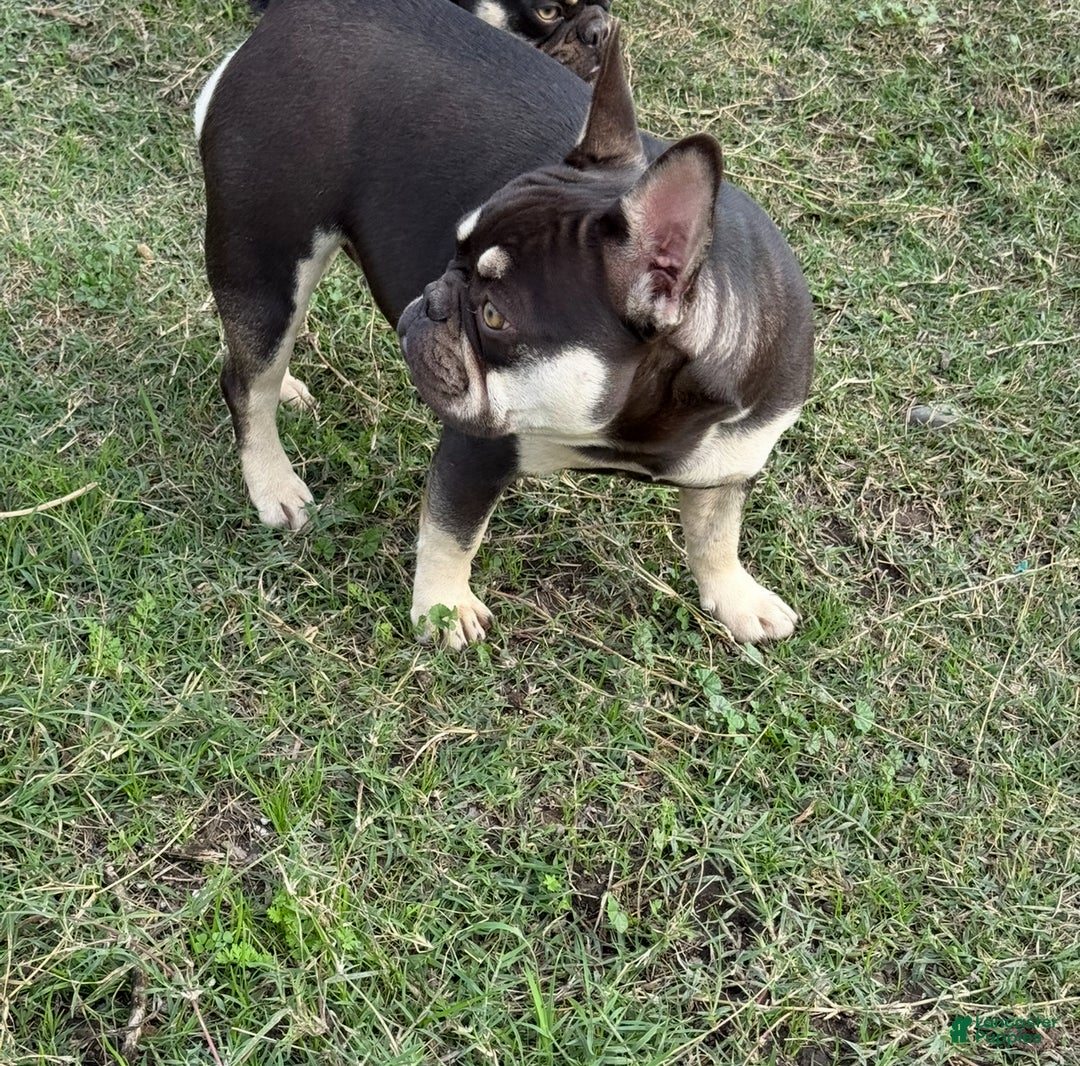 French Bulldog dogs for sale: Blue - Ad 7