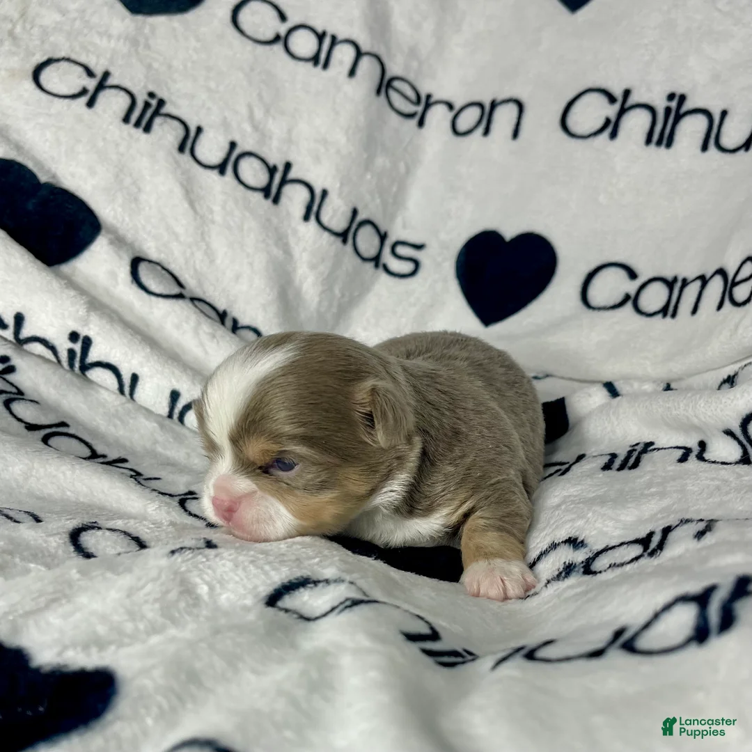 Chihuahua dogs for sale: Graham Lavender Long Coat - Ad 8