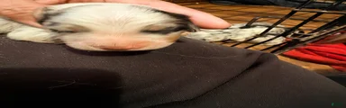 Mixed Breed 4