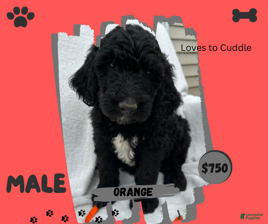 Goldendoodle dogs for sale: Goldendoodle 3 - Ad 3