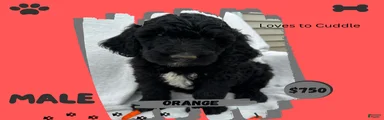 Goldendoodle 3