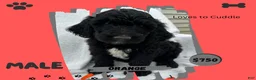 Goldendoodle dogs for sale: Goldendoodle 3 - Ad 1