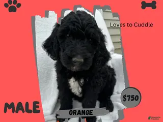 Goldendoodle dogs Goldendoodle 3 - Ad 15