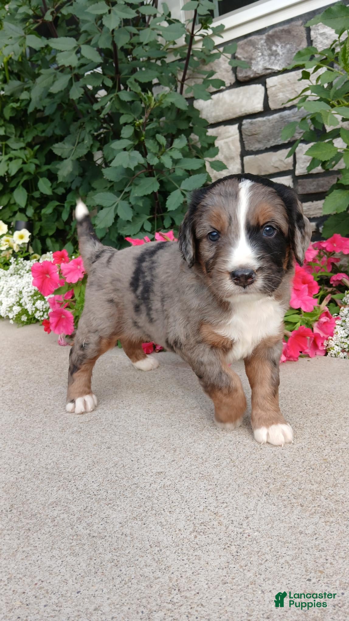 Bernedoodle dogs Leo - Ad 2