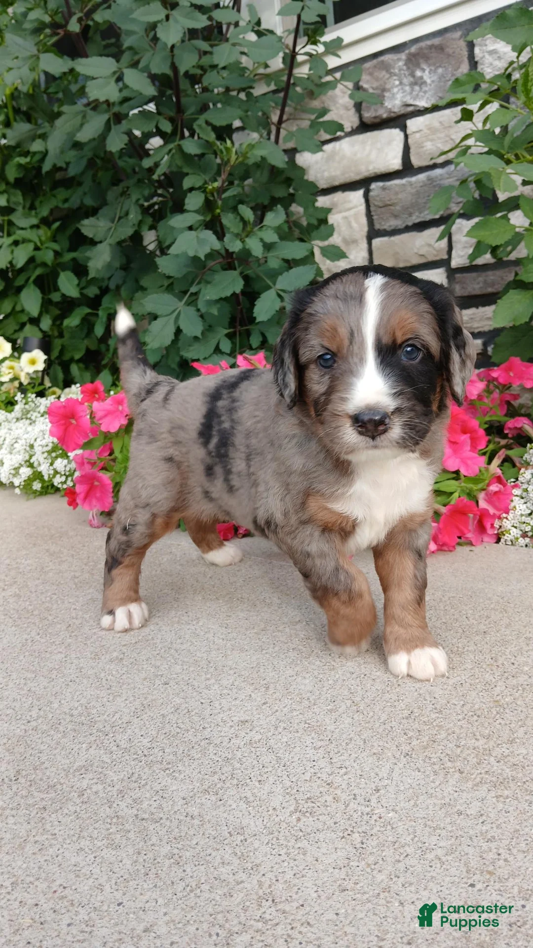 Bernedoodle dogs for sale: Leo - Ad 2