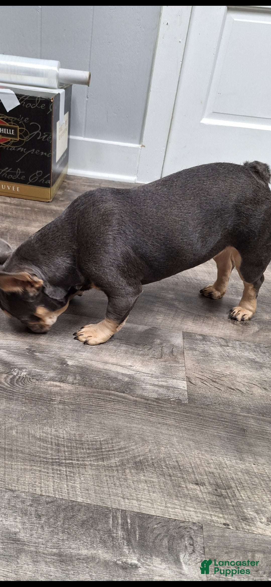 French Bulldog dogs for sale: Gil - Ad 10