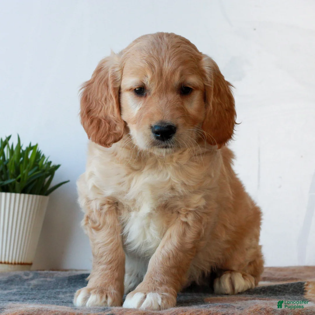 Mini Goldendoodle dogs for sale: Bryce  - Ad 1