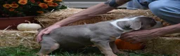 American Bully dogs for sale: American Bully 4 - Ad 8