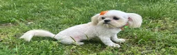 Shih Tzu dogs for sale: Cinderella  - Ad 2