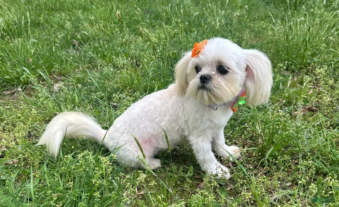 Shih Tzu dogs for sale: Cinderella  - Ad 2