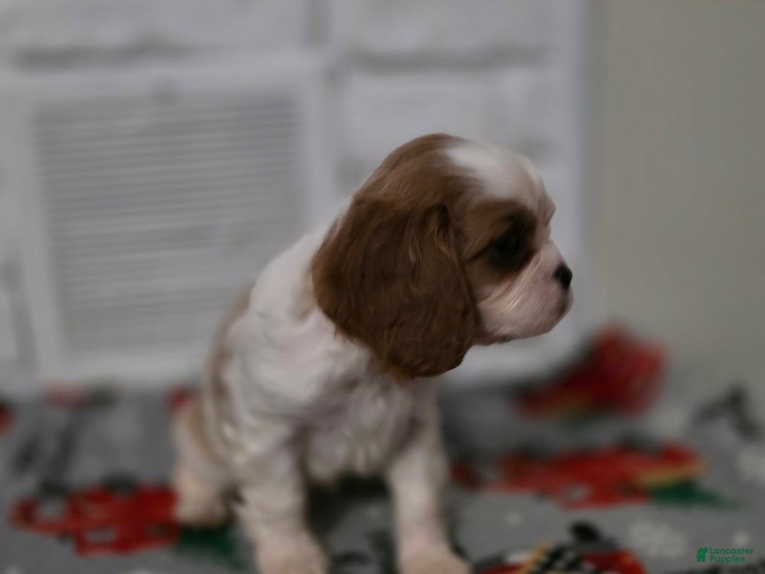 Cavalier King Charles Spaniel dogs for sale: Cavalier King Charles Spaniel Puppy 4 - Ad 3