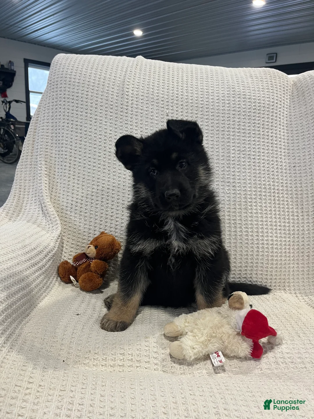 German Shepherd dogs for sale: Atlas  - Ad 1