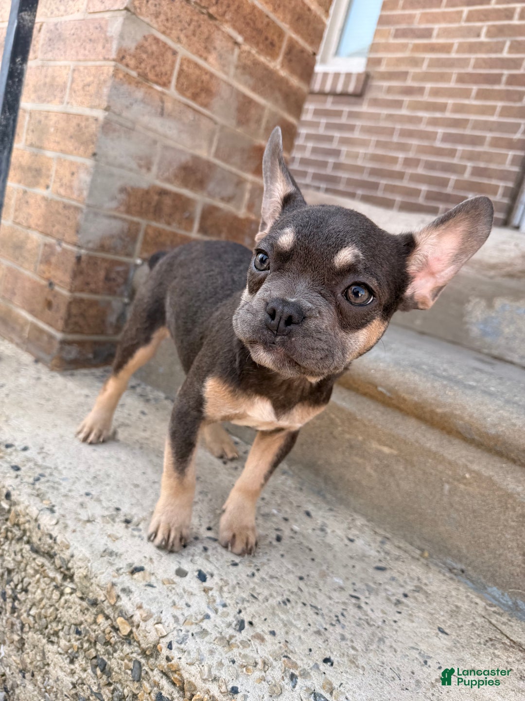 French Bulldog dogs for sale: Girly Girl 2 - Ad 5