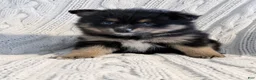 Pomsky dogs for sale: amellia - Ad 4