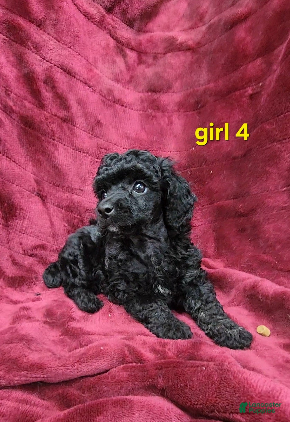 Toy Poodle dogs AKC black girl 4 - Ad 1