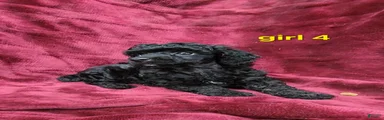 AKC black girl 4