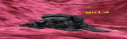 Toy Poodle dogs for sale: AKC black girl 4 - Ad 1
