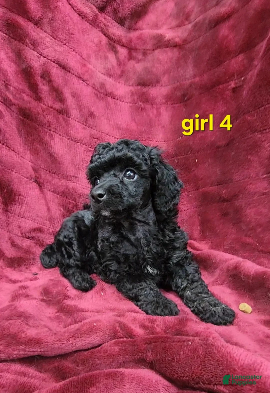 Toy Poodle dogs for sale: AKC black girl 4 - Ad 1