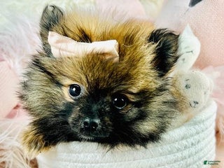 Pomeranian dogs Pomeranian Puppy 1 - Ad 6