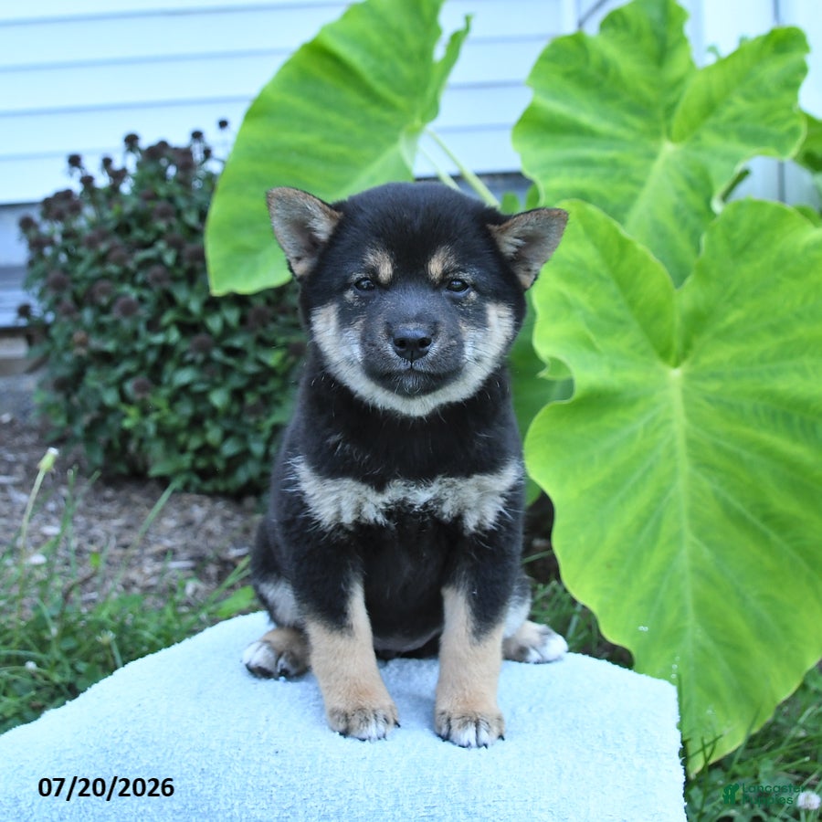 Shiba Inu dogs Josie - Ad 1
