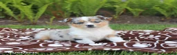 Mixed Breed dogs for sale: Scout - Ad 4