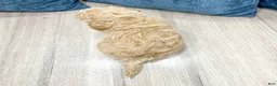 Bichpoo dogs for sale: Romeo - Ad 6